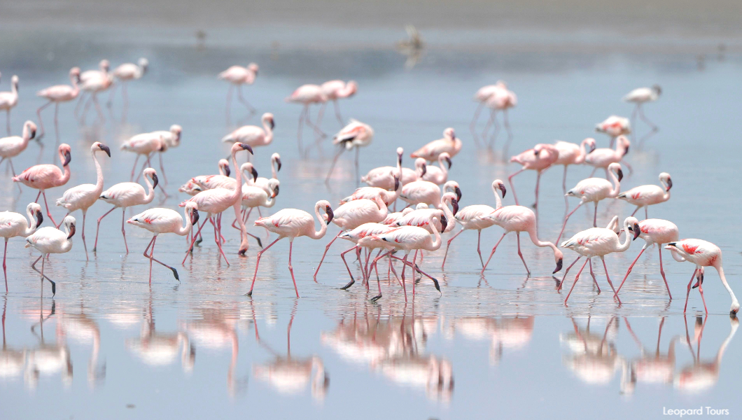 Arusha Flamingos